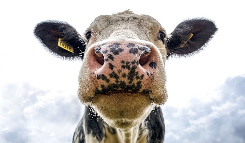 Dryden Dairy Day